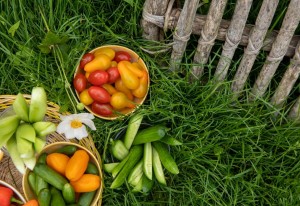 10 vegetable gardening tips 