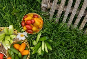 Gemüsegarten, aussäen, pflanzen und ernten