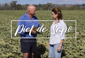 A video to explain how to pick a ripe Piel de Sapo melon, Love my Salad, Australia