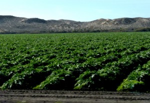 Discover America's "salad bowl"