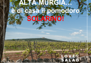 Viaggiando in Italia tra colture e culture : pomodoro datterino Solarino RZ, Burrata di Andria e Pane di Altamura nel Parco dell’Alta Murgia