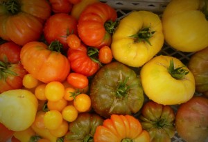 Cultivo de tomates ecológicos. Mi gran pasión.