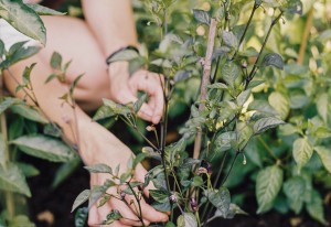 14 zomertips voor de moestuin