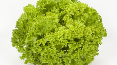Coral or lollo types of fancy lettuce come in red and green frilly leaf varieties