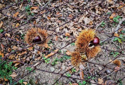 A Caccia di castagne sull'Isola d'Elba