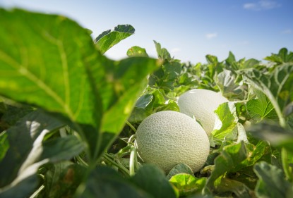 Wie man eine Cantaloupe-Melone anbaut