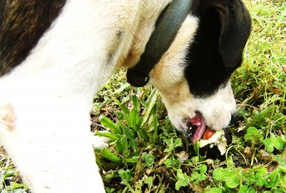 A dog aptly named ‘pig’ noisily devoured an “alligator pear”  