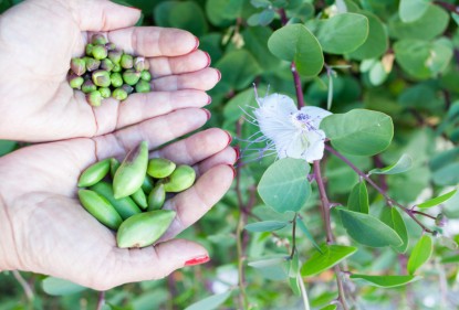 Discover delicate fruity flavours and sweet herbal aromas with Australian capers