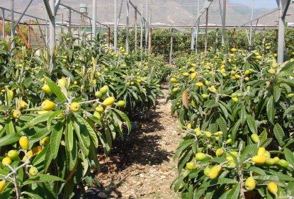 Salud tropical en el Mediterráneo 