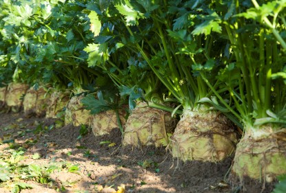 Experiment with Celeriac!