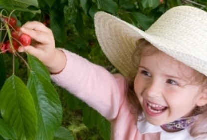 Season for cherries in Australia 