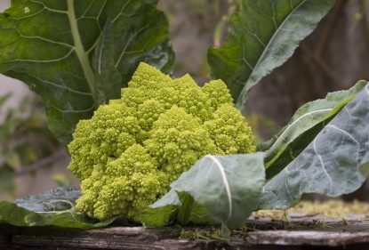 Comer verde, comer bien