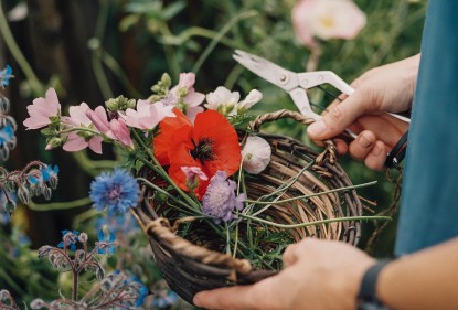 Eetbare bloemen plukken