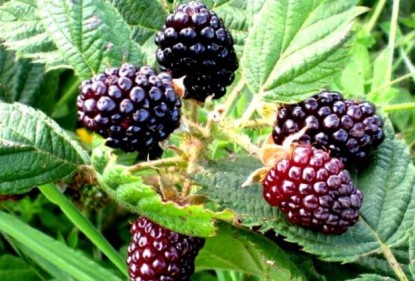 Moras, deliciosas y adictivas