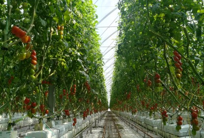 Il produttore racconta: il pomodoro datterino Solarino RZ 