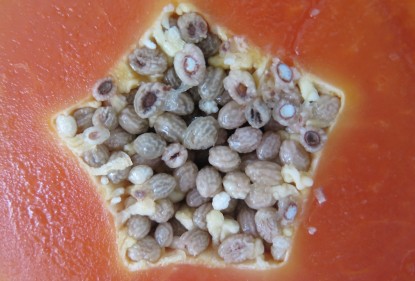 Papaya, reina tropical de las digestiones