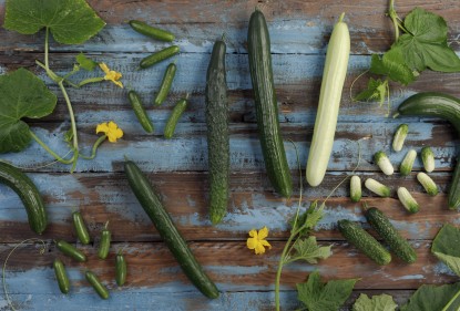 cucumber varieties