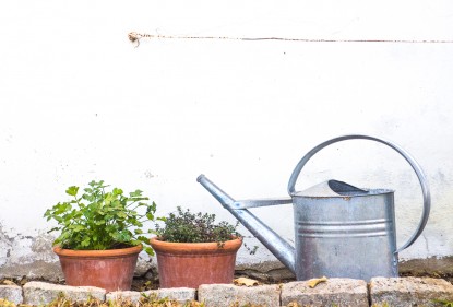 La importancia de cultivar verduras en casa