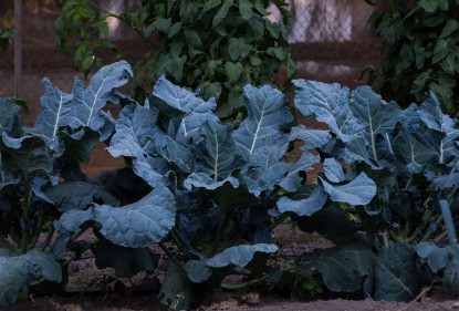 Mis verduras de invierno