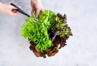 What is the nutritional value of lettuce? 