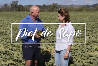 A video to explain how to pick a ripe Piel de Sapo melon, Love my Salad, Australia