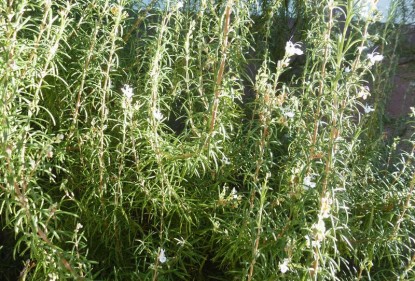 Romero (Rosmarinus Officinalis)