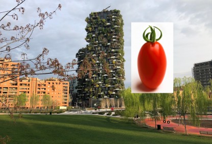 Viaggiando in Italia tra colture e culture: il  pomodoro datterino Salarino RZ a Milano, un connubio apparentemente insolito