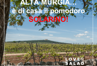 Viaggiando in Italia tra colture e culture : pomodoro datterino Solarino RZ, Burrata di Andria e Pane di Altamura nel Parco dell’Alta Murgia