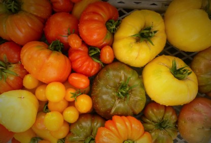 Cultivo de tomates ecológicos. Mi gran pasión.