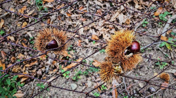 A Caccia di castagne sull'Isola d'Elba