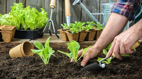 Coltivare la lattuga in casa… si può! (Ed è anche facile!)