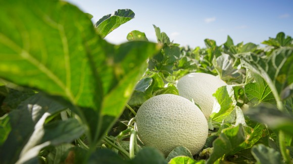 Cómo cultivar un melón cantaloupe