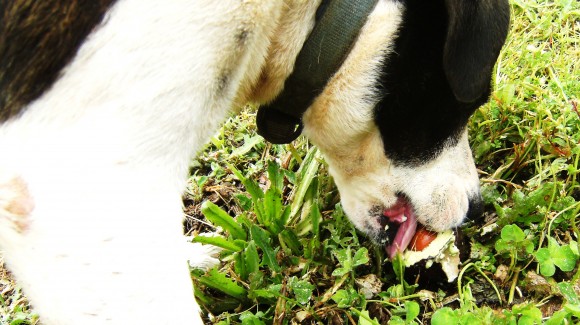 A dog aptly named ‘pig’ noisily devoured an “alligator pear”  