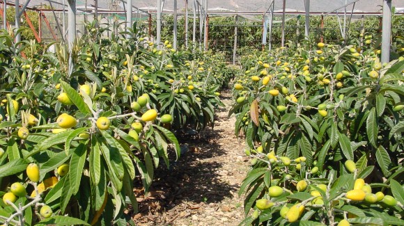 Salud tropical en el Mediterráneo 