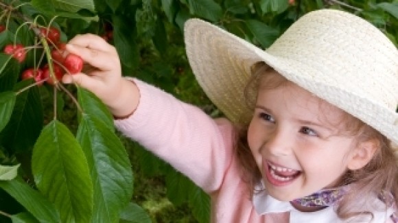 Season for cherries in Australia 