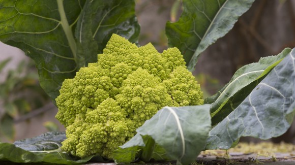 Comer verde, comer bien