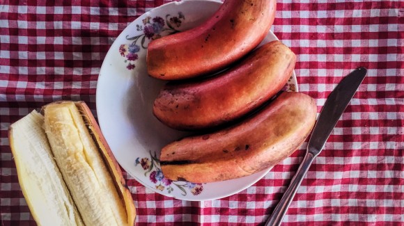 La Red banana di Cuba: un frutto da assaggiare, un’isola da scoprire
