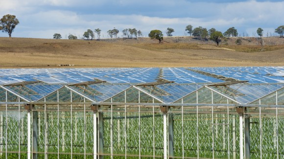 What does 'glasshouse grown' mean?