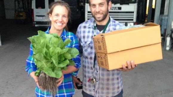 What does it take to grow salad greens?