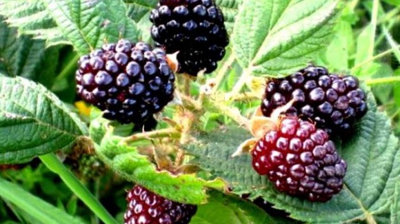 Moras, deliciosas y adictivas