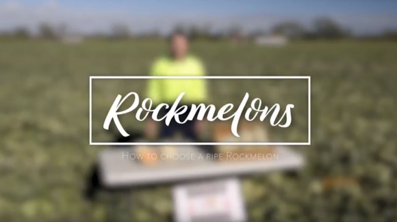 How to pick a ripe rockmelon