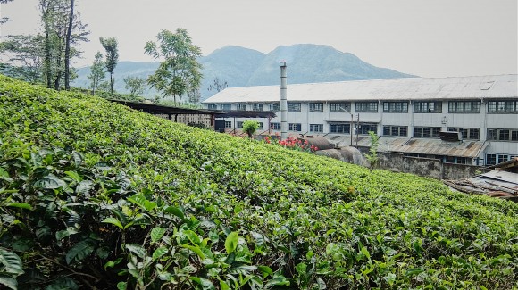 Sri Lanka: isola di ortaggi, fragole e té (seconda parte)