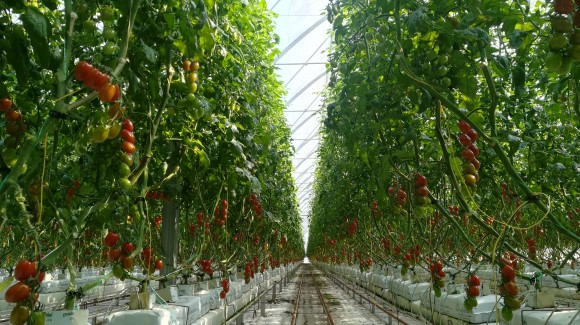 Il produttore racconta: il pomodoro datterino Solarino RZ 