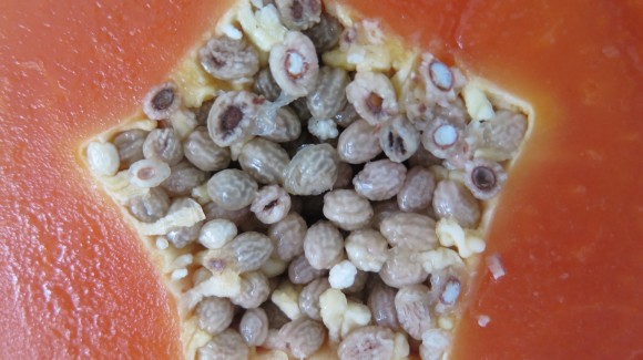 Papaya, reina tropical de las digestiones