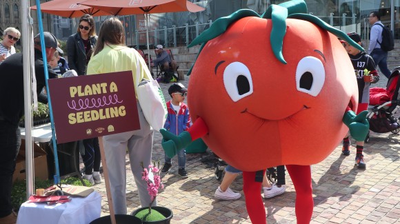 ‘Growing’ the tasty tomato at the Little Food Festival