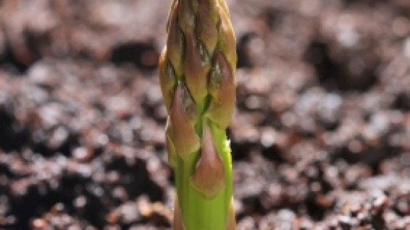 Listen closely, it’s harvest time for delicious asparagus