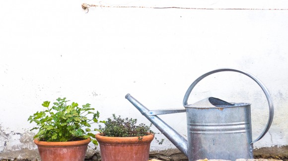 La importancia de cultivar verduras en casa