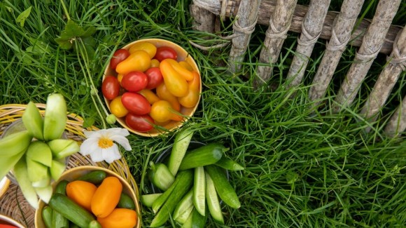 10 vegetable gardening tips 