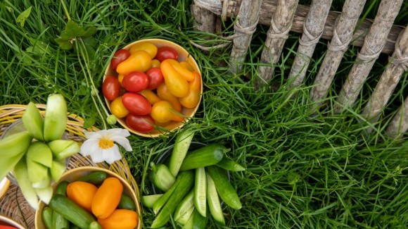 10 tips om een moestuintje te maken 