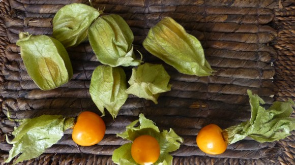 Physalis peruviana : El equilibrio perfecto entre salud y sabor